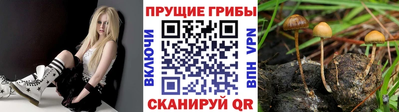 Псилоцибиновые грибы Magic Shrooms Мензелинск